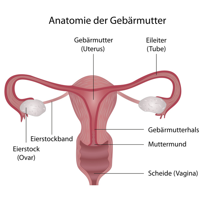 Weibliche Fortpflanzungsorgane mit Eierstöcken, Eileiter und Gebärmutter. Die Konisation findet am Gebärmutterhals statt