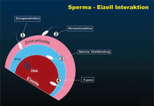 Sperma-Eizell-Interaktion